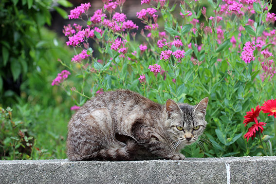 我が家のニャンコ♪2015/5/20-2