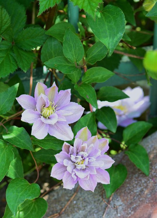 DSC_0013.JPG