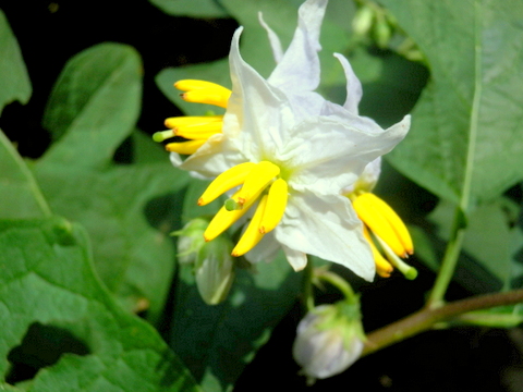 ワルナスビの花