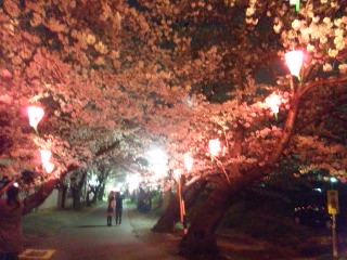 夜桜っていいですよねー