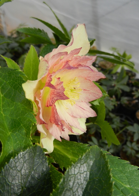 DSCN1053.JPG