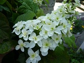 P1020799-1.jpg