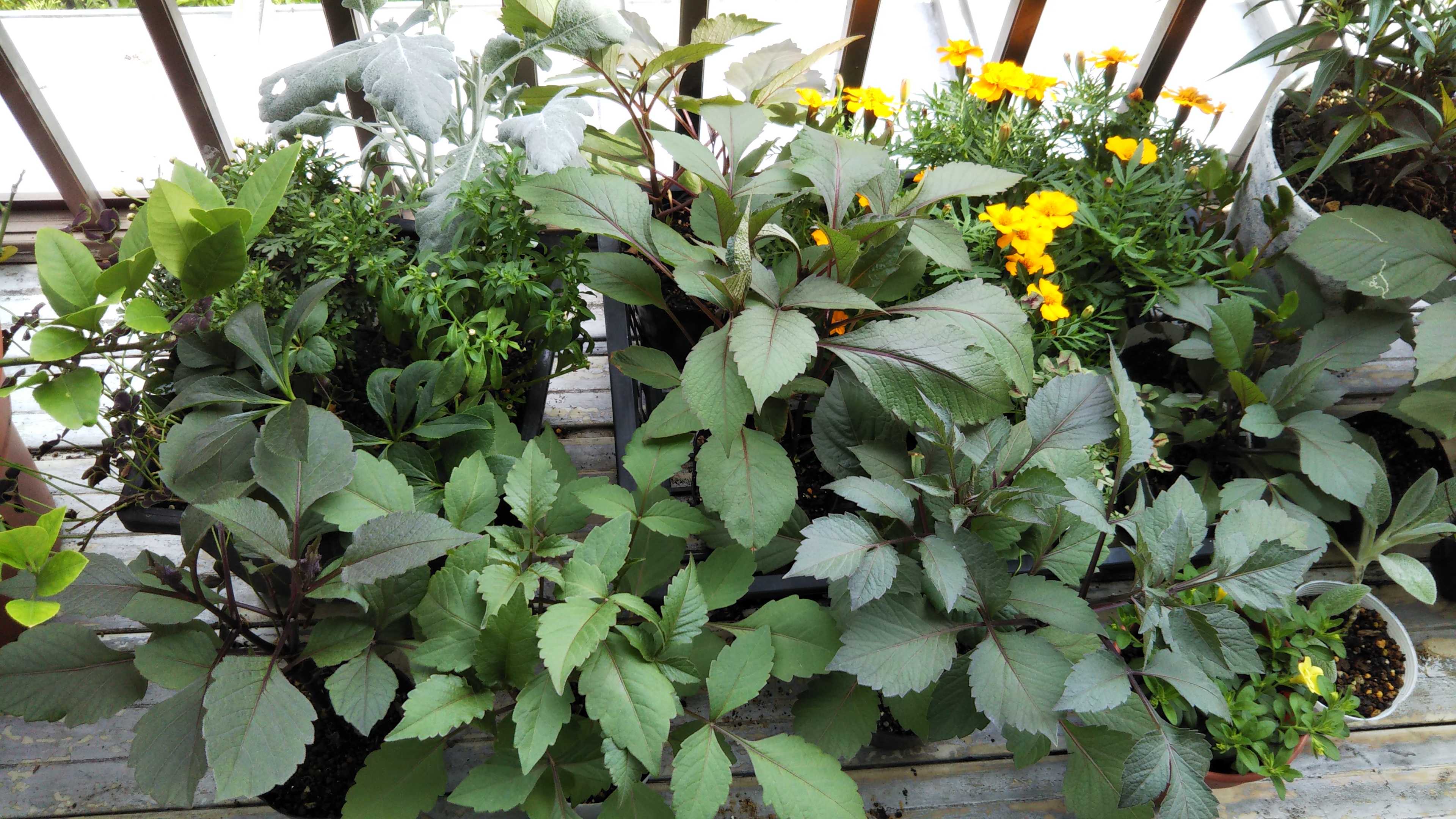 カタリーナブルーリバーとサマーミスト ダリアまだ咲かない シェードガーデンと猫 楽天ブログ