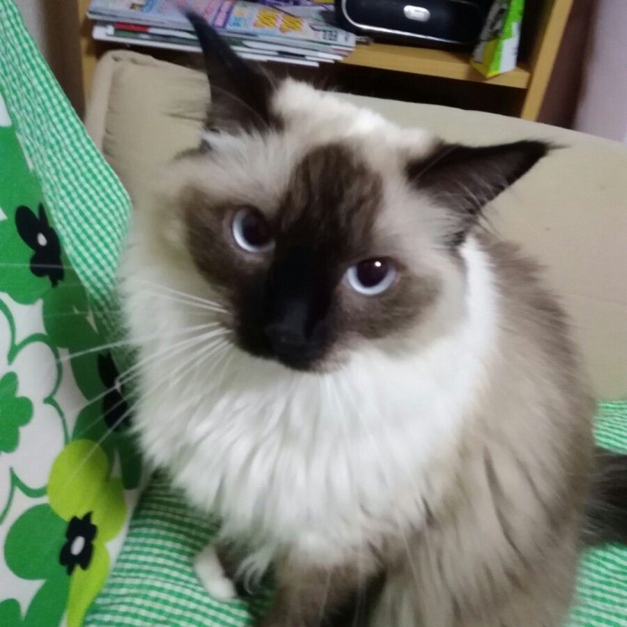 猫の自動トイレが 来ました チャコの留守番 楽天ブログ