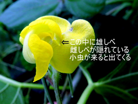 ヤブツル小豆の花