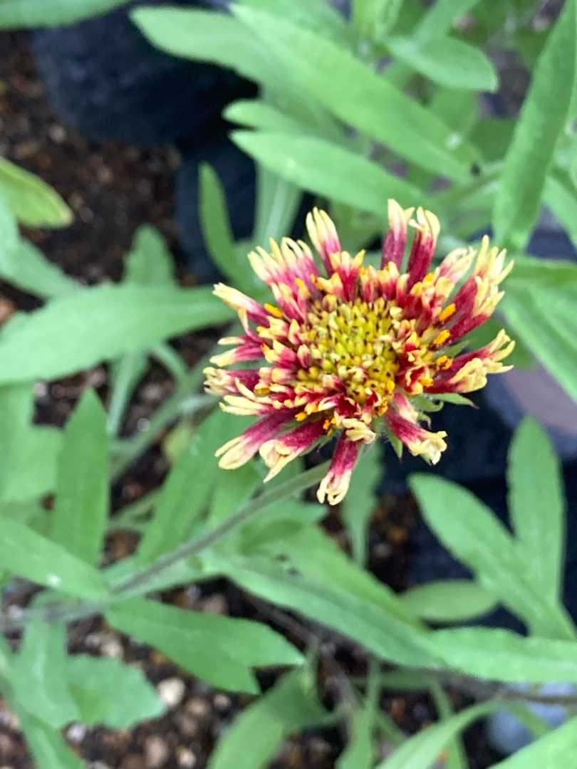 種から育てたガイラルディアの開花 りんすいのブログ 楽天ブログ