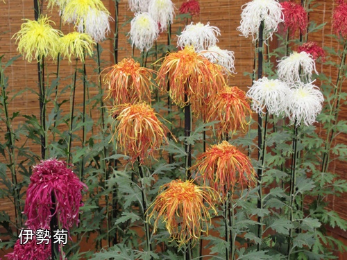 伊勢菊・丁子菊・嵯峨菊花壇