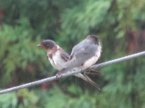 野鳥のひな