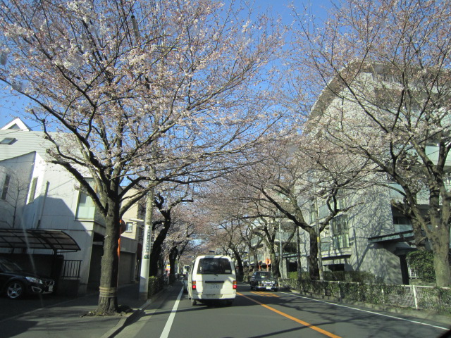 20120404サクラ武蔵野市役所通り.jpg