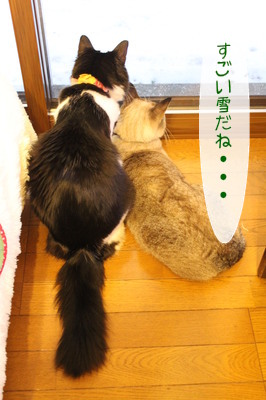20130114151346_w_266_h_400_2748377.jpg
