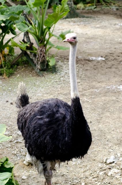 飛べない鳥は頑張って走って生きる 私設見逃してもいい動物園 楽天ブログ