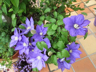 IMG_0567ss.jpg