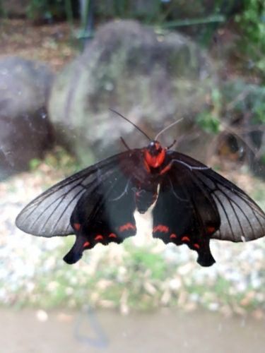 ﾟdﾟ ガタガタ見て下さい 世界の中で一番ぞっとする蝶 ｋｉｋｉ 楽天ブログ