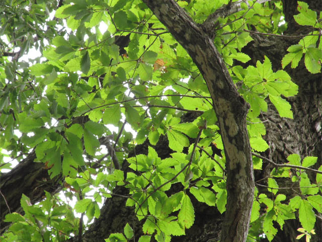 Quercus serrata.JPG