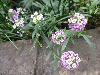 IMG_3945ss.jpg