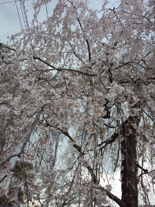 IMG_20130323_154245 (225x300).jpg