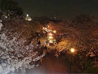 桜上.jpg