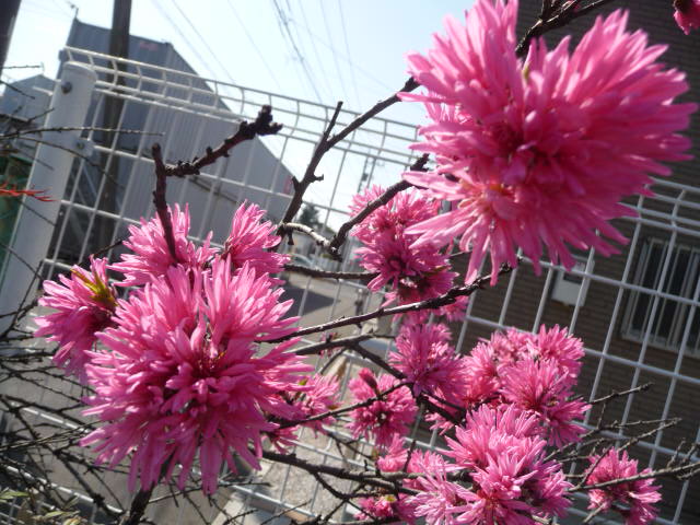 901 菊桃