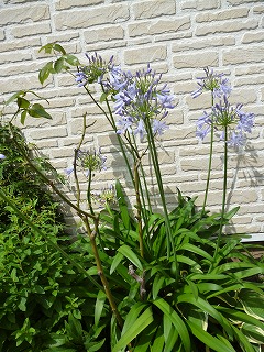 P1070181ss.jpg