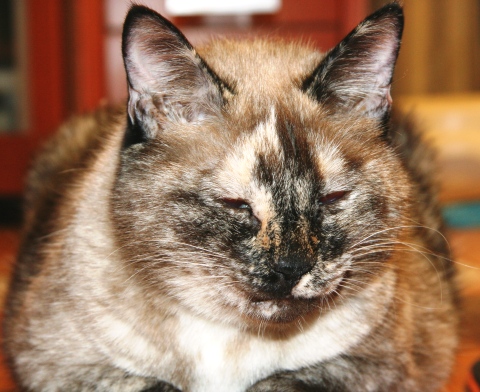 20121125ｼｬｵﾝ02.jpg