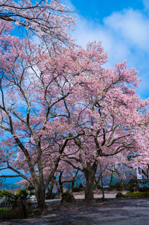 桜160424-5