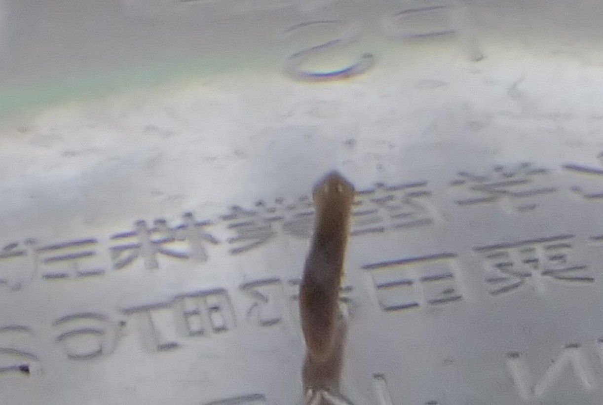 イシビルじゃなく プラナリア 一汁一菜の暮らし 楽天ブログ