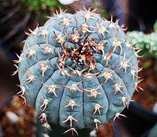 ギムノカリキウム・天平丸 | ☆ガマンマの ニク・サボ栽培☆ - 楽天ブログ