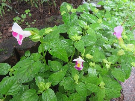 花ミョウガ ピンクのトレニア 穏やかな人 静かな時が流れる 風の庭 楽天ブログ