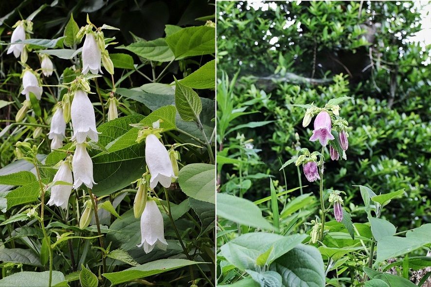 11ページ目の 花景色 清多夢くらぶ 楽天ブログ