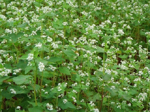 食１ソバ花.jpg