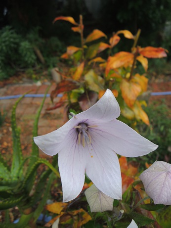 DSCN6569.JPG