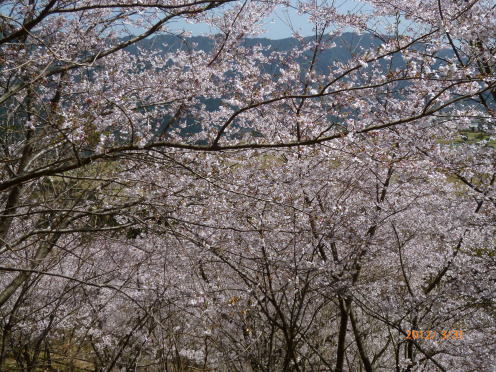 花立公園の桜