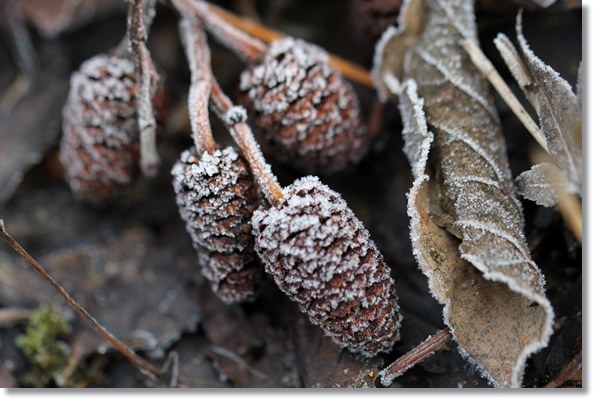 大野湊緑地公園-10 ハンノキ-1 15.1.21