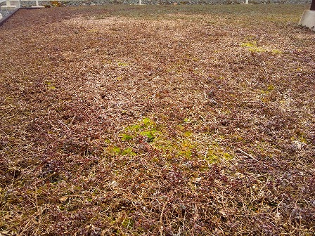 クラピアの庭に苔が出現1