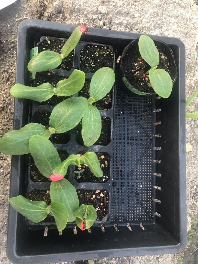 ズッキーニのゼルダ オリーブと イチゴ苗を植え付け 田中農業村 楽天ブログ