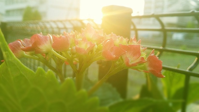 aji2 (2).jpg