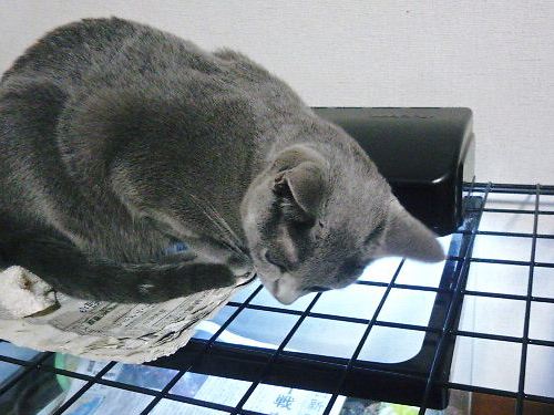 2013年08月22日_P1150819.jpg