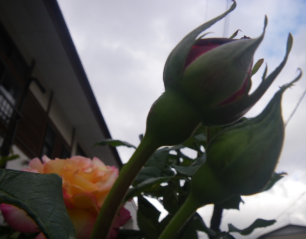 蕾