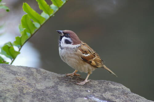 洗足池の野鳥