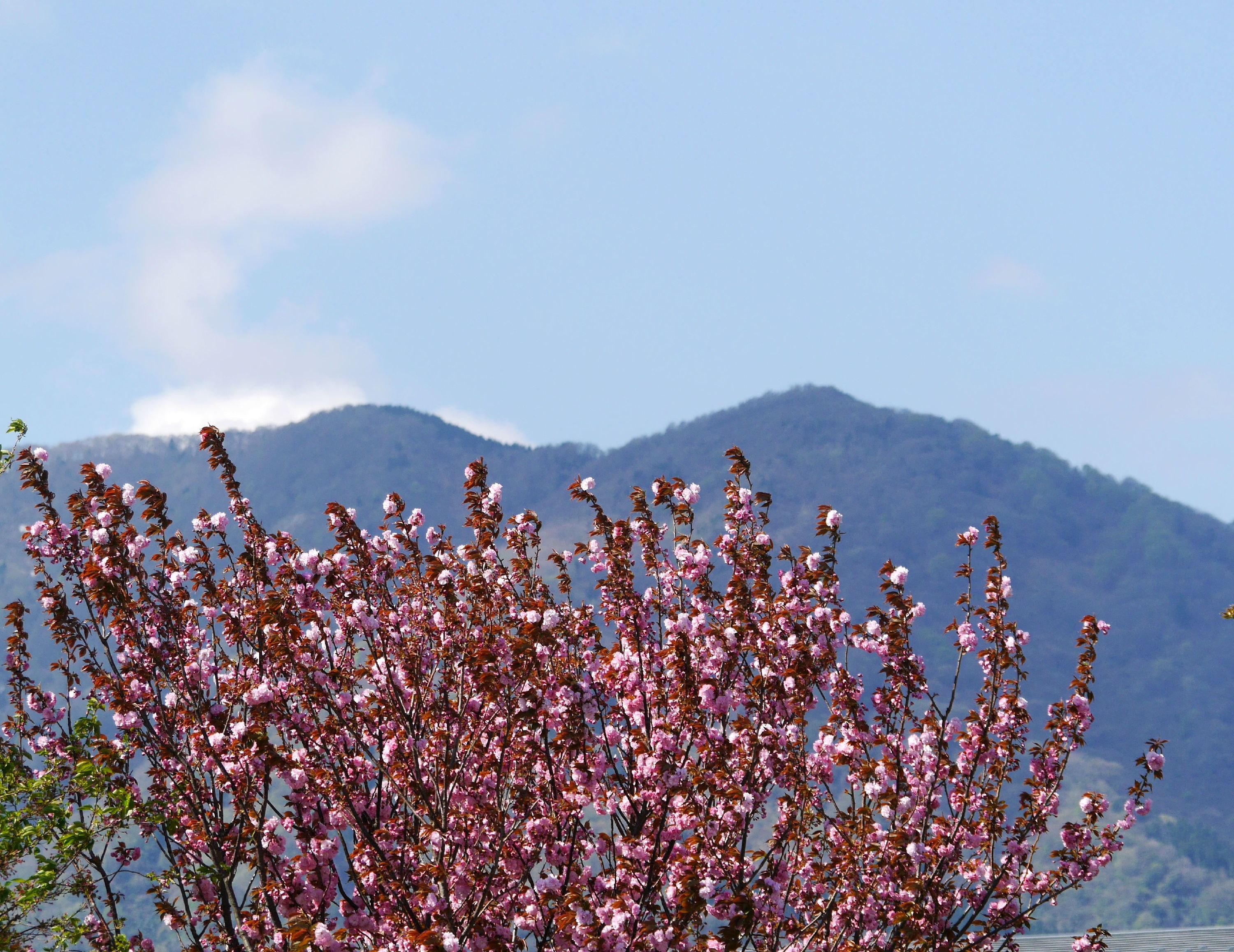 野坂山と八重桜.JPG