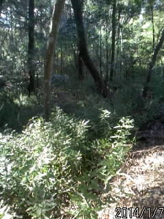 治功神社の堀？