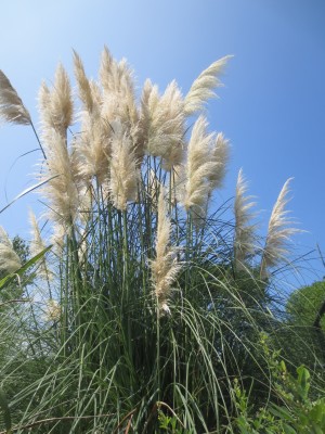パンパスグラス