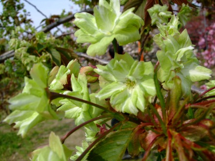 DSCF6389.JPG