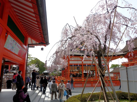 ２５．４.１伏見稲荷　桜.jpg