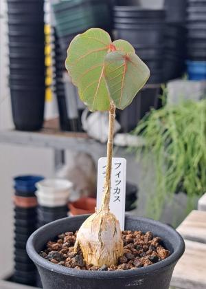 広瀬の春さん開花 | びびるタニサボ達 - 楽天ブログ