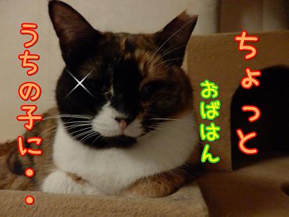 おばはん.JPG