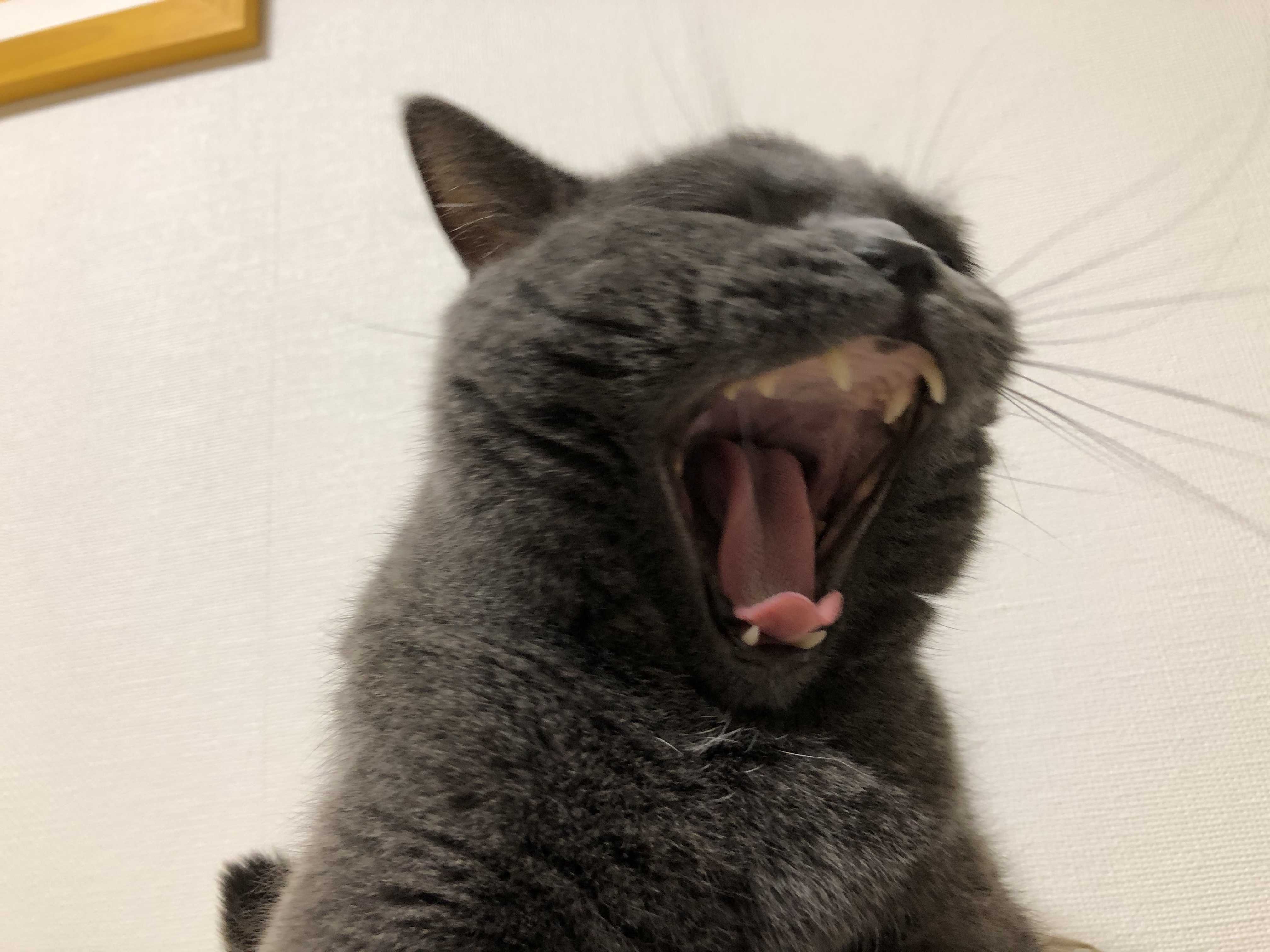 トムさんとの出会い その2 おひとり様オンナと出戻り猫の どうにもこうにも 楽天ブログ トムさんとの出会い その2 おひとり様オンナと出戻り猫の どうにもこうにも 楽天ブログ