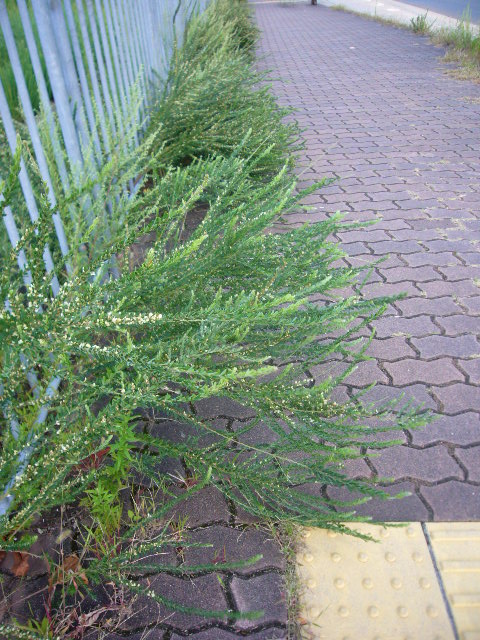 P1150366.JPG