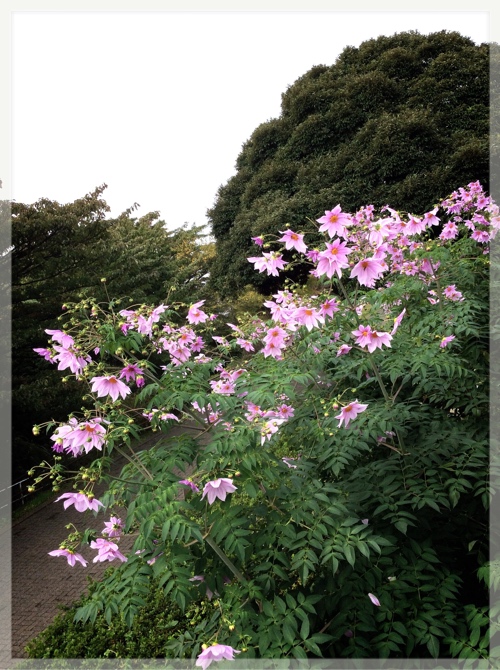 本牧山頂公園の皇帝ダリア