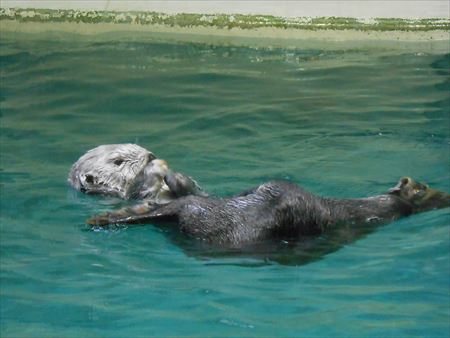 鳥羽水族館